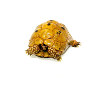 Syrian Golden Greek Tortoise Adult Male 2 (Testudo graeca terrestris) - #SGGTAM2