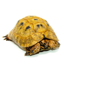 Syrian Golden Greek Tortoise Adult Male 3 (Testudo graeca terrestris) - #SGGTAM3