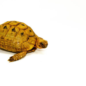 Syrian Golden Greek Tortoise Adult Male 5 (Testudo graeca terrestris) - #SGGTAM5
