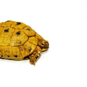 Syrian Golden Greek Tortoise Adult Male 6 (Testudo graeca terrestris) - #SGGTA6