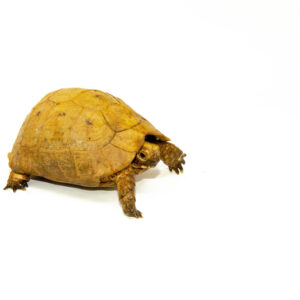 Syrian Golden Greek Tortoise Adult Male 7 (Testudo graeca terrestris) - #SGGTA7