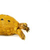 Syrian Golden Greek Tortoise Adult Male 8 (Testudo graeca terrestris) - #SGGTA8