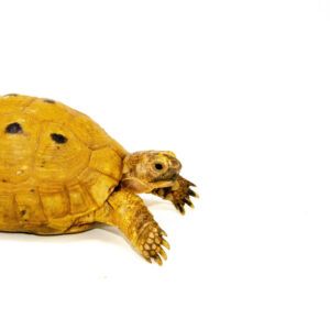 Syrian Golden Greek Tortoise Adult Male 8 (Testudo graeca terrestris) - #SGGTA8