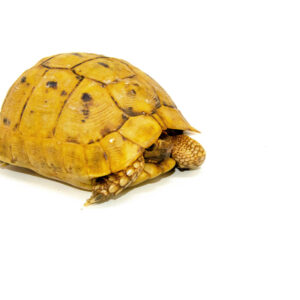 Syrian Golden Greek Tortoise Adult Male 9 (Testudo graeca terrestris) - #SGGTA9
