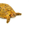 Syrian Golden Greek Tortoise Adults (Testudo graeca terrestris)