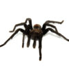 The Texas Tan Tarantula (Aphonopelma anax) is one of the largest and calmest tarantulas native to the United States.