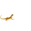 The three eyed lizard, also known as Leiocephalus or curly-tailed lizard, is a fast, alert ground-dweller native to the Caribbean. Despite its name, this lizard doesn’t actually have a functioning third eye