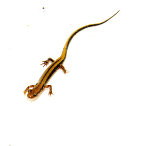 The three lined salamander (eurycea guttilineata) is a slender, fast-moving amphibian native to the southeastern United States.