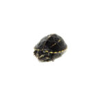 Three Striped Mud Turtle Baby (Kinosternon baurii)