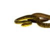 Timor Python Female (Malayopython timoriensis) - FEMALE 1