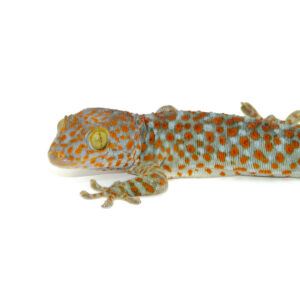 The tokay gecko (Gekko gecko) is a visually stunning and famously vocal lizard that has captivated reptile keepers around the world. Known for their bold personalities