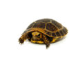 Travancore X Elongated Tortoise Babies