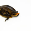 Twist-necked Turtle Baby