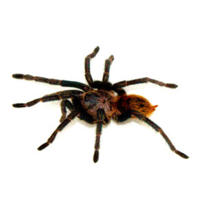 If you're a fan of vibrant colors and unique pet personalities, the Venezuelan Green Bottled Blue Tarantula (Chromatopelma cyaneopubescens) should be at the top of your list.