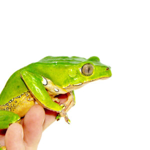 Among the most extraordinary amphibians available to hobbyists today are waxy monkey tree frog adults (phylomedusa bicolor). Known for their thick, waxy skin