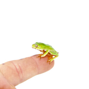 If you’re seeking an exotic, visually stunning amphibian with captivating behavior, waxy monkey tree frog babies (phylomedusa bicolor) are a perfect choice