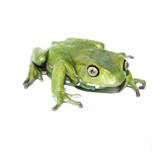 The waxy monkey tree frog (phylomedusa sauvagii) is one of the most unique and captivating amphibians available to exotic pet keepers today