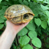 Western Chicken Turtle Adult Pair
