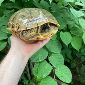 Western Chicken Turtle Adult Pair