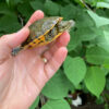 Western Chicken Turtle Yearlings