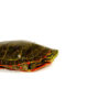 Western Painted Turtle Adults (Chrysemys picta bellii)