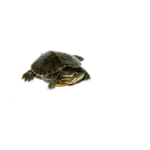 Western Painted Turtle Babies for sale