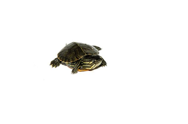 Western Painted Turtle Babies for sale