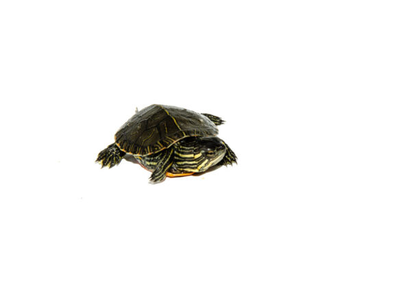 Western Painted Turtle Babies for sale