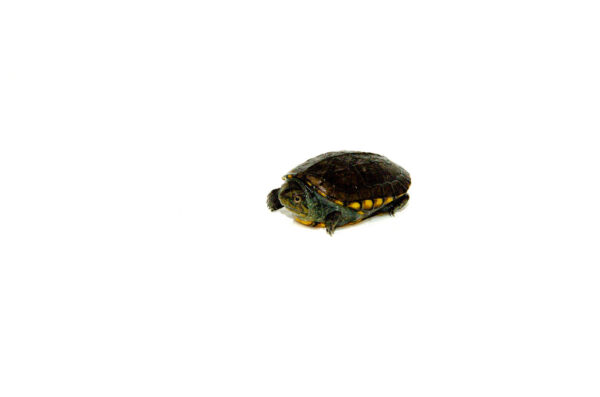 White Lipped Mud Turtle Babies for sale