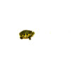 Yellow Flame Baby Florida Red Bellied Turtle