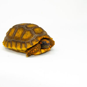 Yellow foot tortoise #1 (4-5 inch) (Chelonoidis denticulatus) UNSEXED #1