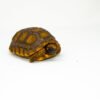 Yellow foot tortoise #2 (4-5 inch) (Chelonoidis denticulatus) UNSEXED #2