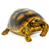 Yellow Footed Tortoise (Chelonoidis denticulata)