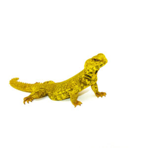 he yellow Niger uromastyx (Uromastyx geyri) is a captivating desert lizard prized for its bright lemon‑yellow coloration and sturdy build.