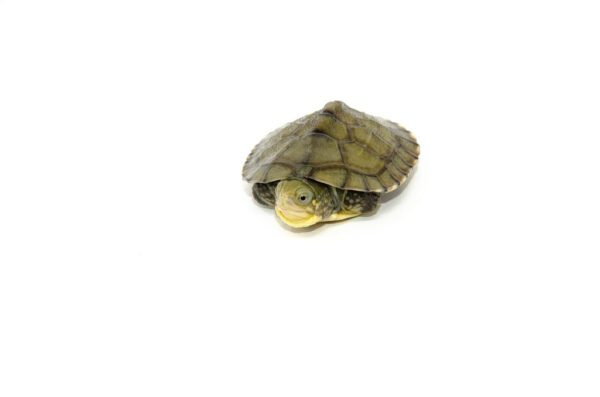 Yellow Pond Turtle Babies for sale