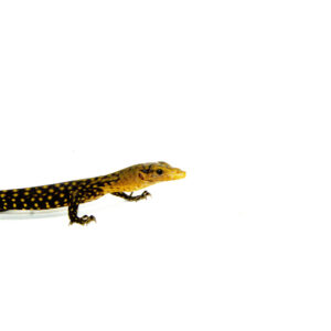 The yellow quince monitor (Varanus melinus) is a stunning and highly sought-after lizard species known for its bright golden coloration and sleek, athletic build.