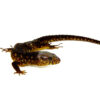 The yellow-spotted night lizard is a secretive, rare species known for its glossy black body dotted with subtle yellow spots. Native to Central America, this elusive reptile thrives