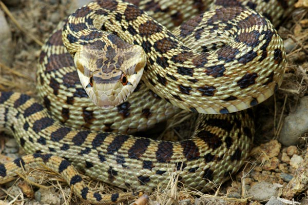 Pacific Gopher Snake