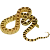 Great Basin Gopher Snake