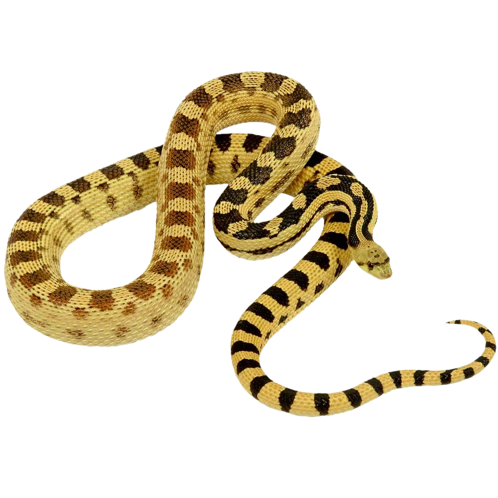Great Basin Gopher Snake
