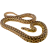 san diego gopher snake
