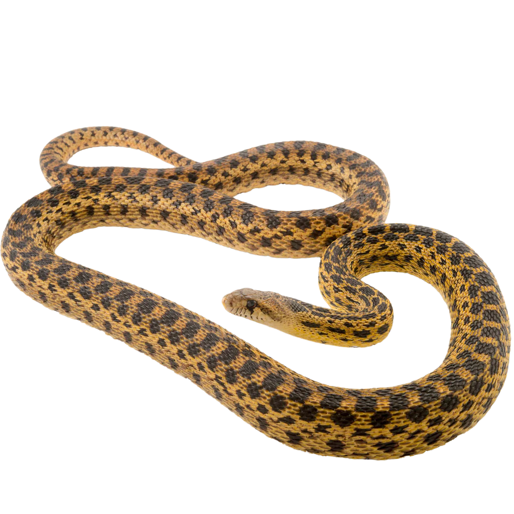 san diego gopher snake