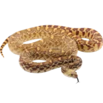 sonoran gopher snake