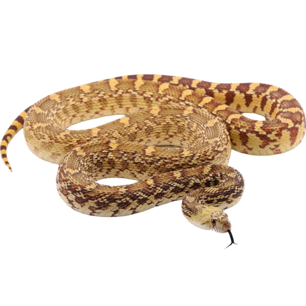 sonoran gopher snake