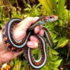 california red sided garter snake