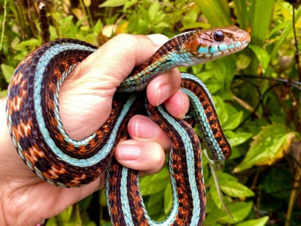 california red sided garter snake