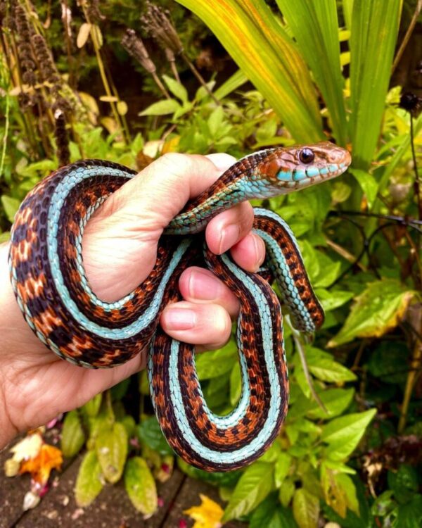 california red sided garter snake