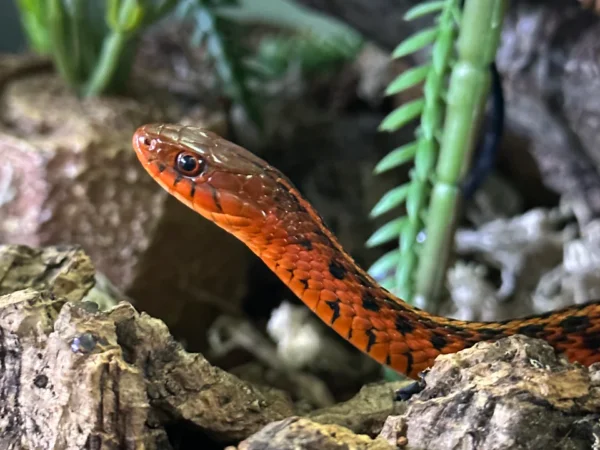 FLAME EASTERN GARTER SNAKE