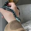 BLUE CONCINNUS GARTER SNAKE