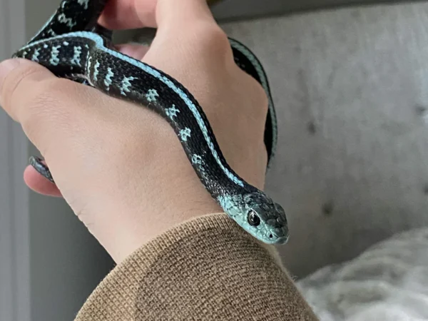 BLUE CONCINNUS GARTER SNAKE